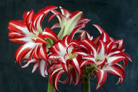 Pin On Amaryllis