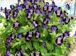 Plantfiles Pictures Wishbone Flower Bluewings Clown Blue Torenia Fournieri By Onalee Flowers Flower Garden Plants