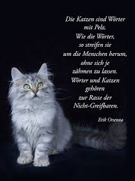 katzen sind wie worter katzen zitate katzen katzenspruche