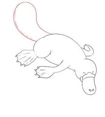 How To Draw A Platypus Draw Central Learn how to draw platypus step step pictures using these outlines or print just for coloring. how to draw a platypus draw central