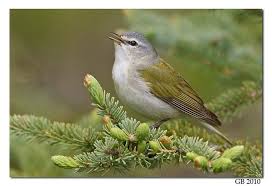 Birds Of Middle Tennessee Tennessee Warbler 234 Tennessee Warbler Weavers Warblers Canaries Pinterest Birds Bird Photo Bird Photography