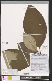 Image result for Stipularia