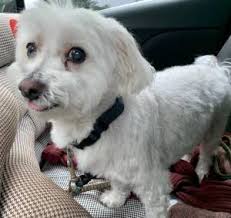 They are hypo allergenic and non shedding. Maltese Rescue Dogs For Adoption Near Rockford Illinois Petcurious
