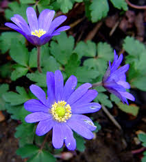 One flower species is linearly separable from the other. Anemonoides Blanda Wikipedia