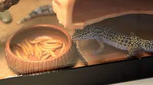 Leopard geckos are insectivores, which means that they eat insects. Leopard Gecko Eating One Mealworm Mvi 4703 Mov Youtube