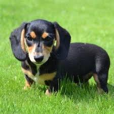Is the salty dog hotel & bistro located near the city centre? Pet Sitting And Dog Boarding Me For Pet Pet Sitting Dog Boardi