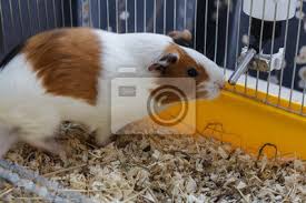 Eigentlich sind meerschweinchen harmoniebedürftige tiere. Meerschweinchen In Einem Kafig Trinkwasser Fototapete Fototapeten Meerschweinchen Zahmen Schwein Myloview De