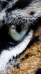 You can also upload and share your favorite iphone x 4k wallpapers. Iphone 4k Wallpaper Animals Test 6