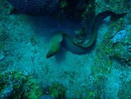 Green Moray Eel Lamar University