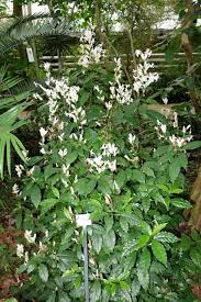 Image result for Whitfieldia