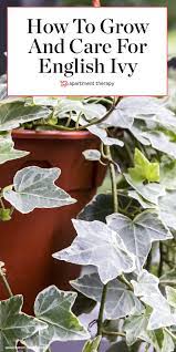 Pin On Plant Filled Homes