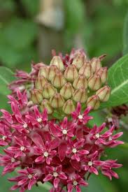 Purple Milkweed Asclepias Purpurascens Has Been Reported In Ar Ct Dc De Ga Ia Il In Ks Ky La Ma Md Mi Mn With Images Asclepias Milkweed Asclepias Tuberosa