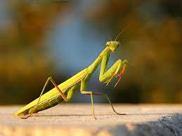 Does anyone know if it's better to hatch them in containers where you mist them and then realease, or is it better just to put it the egg case on a tree and let them take care of themselves? Attracting Praying Mantis Using Praying Mantids For Pest Control In Gardens