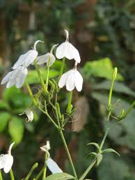 Image result for Rhinacanthus zambesiacus