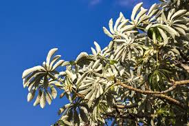 Image result for Cecropia pachystachya