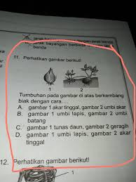 Perkembangbiakan generatif terjadi bila tumbuhan memiliki kelengkapan yang dibutuhkan. Tumbuhan Pada Gambar Diatas Berkembang Biak Dengan Cara Brainly Co Id