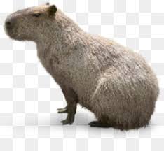 Freehand sketch drawing with doodle and zentangle elements. Capybara Png Capybara Maps Capybara Coloring Page Capybara 660823 Png Images Pngio