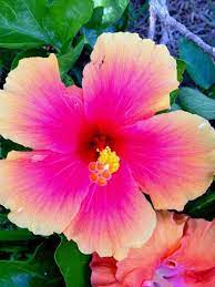 Pin On Hibiscus
