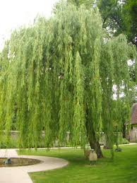 We did not find results for: Salix Babylonica Wikipedia