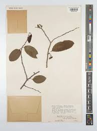 Image result for Sphaerocoryne gracilis