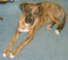 List Of Louisiana Catahoula Leopard Dog Mix Breed Dogs