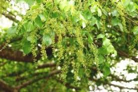 Image result for Lannea schimperi