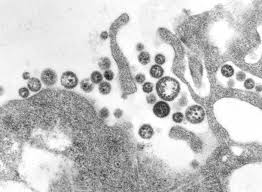 Each virus is usually associated with a particular rodent host species in which it is maintained. Arenaviridae Media Encyclopedia Of Life