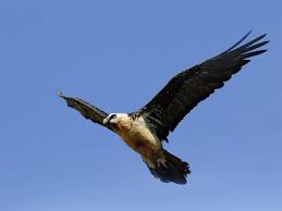 The bearded vulture (gypaetus barbatus), also known as the lammergeier and ossifrage, is a bird of prey and the only member of the genus gypaetus.this bird is also identified as huma bird or homa bird in iran and north west asia. Blei Und Wilderei Gefahrden Bartgeier Nationalpark Stoppt Auswilderung Sn At