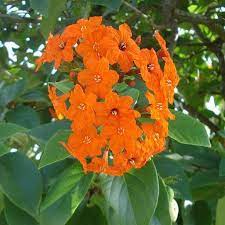 Cordia Sebestena Geiger Tree Trees To Plant Tree Seeds Trees And Shrubs