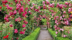 Order fresh flowers online with same day delivery or visit local ftd florists. Hd Wallpaper Pink Petaled Flowers Park Roses Garden Canada Alley British Columbia Wallpaper Flare