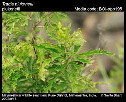 Image result for Tragia rupestris