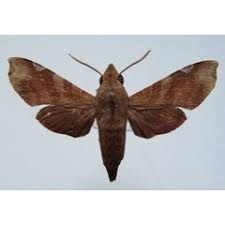 Image result for Rhaphiostylis beninensis