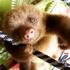 Like and subscribe for more adorable sloth content!rescued sloths aren't usually given baths, but poor matteo here arrived at this rescue centre with an irri. Hanging Cute Baby Baby Sloth Novocom Top