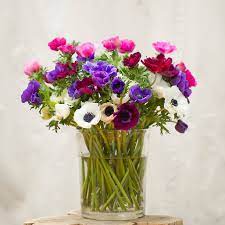 Fresh Anemone Bunch Cabbage Flowers Flower Arrangements Anemone Flower