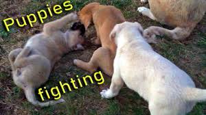 Cute Puppies Fighting Yavru Kopekler Bogusuyor Youtube