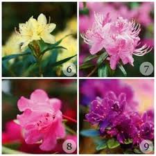 Get A Glimpse Of One Of The World S Largest Collections Of Rhodies At The Rhododendron Species Botanical Garden In Federal Plants Garden Plants Foliage Plants