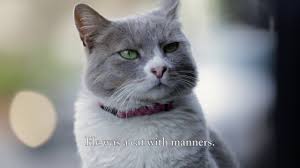 Meet Duman The Purrfect Gentleman Kedi Youtube