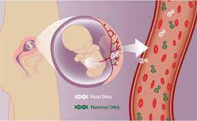 Dna contained in a pregnant mother's blood can be isolated and used to determine the paternity of the child. The Harmony Test Cenata Gmbh