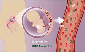 Akc dna testing does not determine the breed of a dog. The Harmony Test Cenata Gmbh