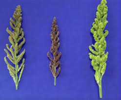 Image result for Echinochloa brevipedicellata