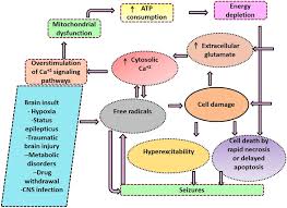 Image result for Status Epilepticus