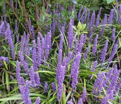 They can tolerate direct morning sun but should be protected from strong afternoon sun. Ground Cover Plants For Shade Or Sun Garden Design
