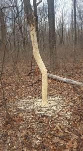 What Animal Could Strip All The Bark Off The Lower 7 Feet Of This Tree The Great Outdoors Stack Exchange