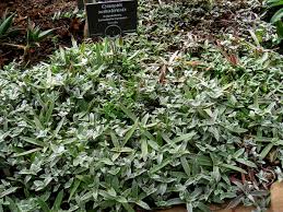 Image result for Cyanotis foecunda