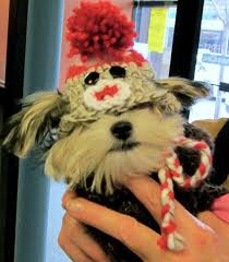 Premier veterinary group chicago is a 24/7 emergency care and specialty veterinary hospital in the chicago area. Pets First Chicago Petsfirstchi Twitter