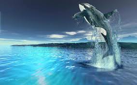 72 Killer Whale Wallpaper On Wallpapersafari Use as a background or home screen for your smartphone or computer.