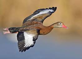 We did not find results for: Black Bellied Whistling Duck Wikipedia
