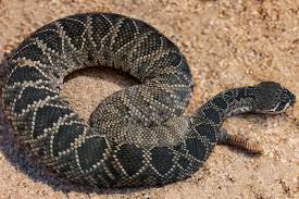 Image result for Lepidagathis eriocephala