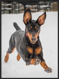 Image result for Dobera