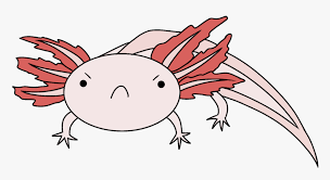 Parents and teachers, did you know that we have an app? Image Drawing Sad Axolotl Hd Png Download Transparent Png Image Pngitem